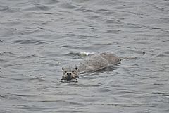 Otter off Scarvataing point, taken by Kerstin Rosenberger mid June 2011